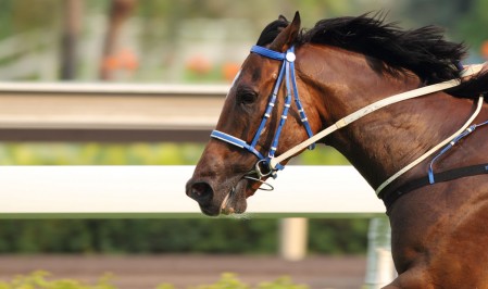 2018 Spring Carnival Transfers